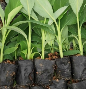 香蕉苗西贡粉蕉苗金粉一号蕉苗桂蕉6号威廉斯b6