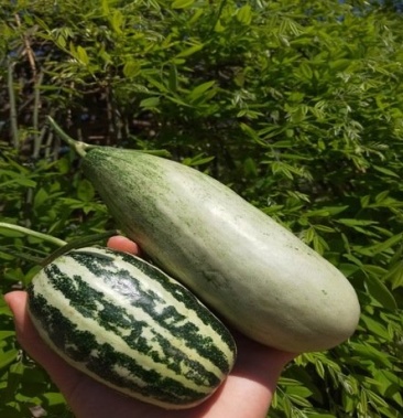 甜瓜61支持一件代发可批货代收代发