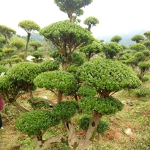 照行赤楠各种规格大小出售