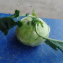 苤蓝