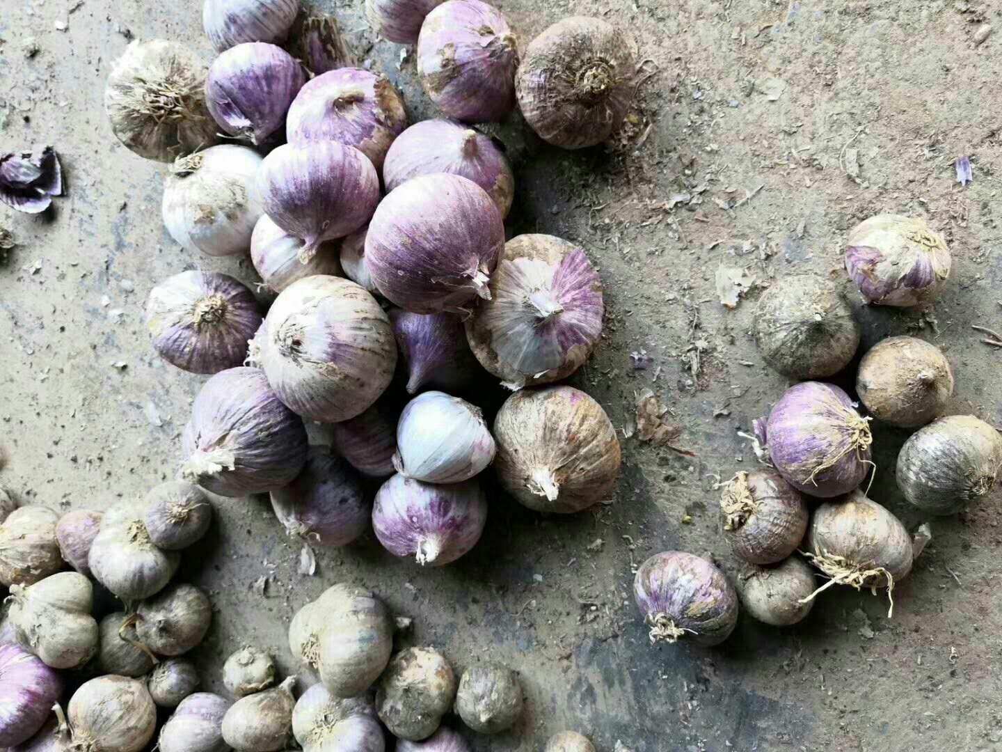 独头蒜切碎静置过程示意图