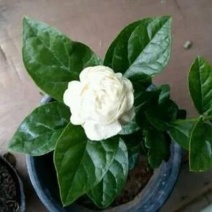 虎头茉莉花苗盆栽四季绿植花卉老桩树植物开花不断