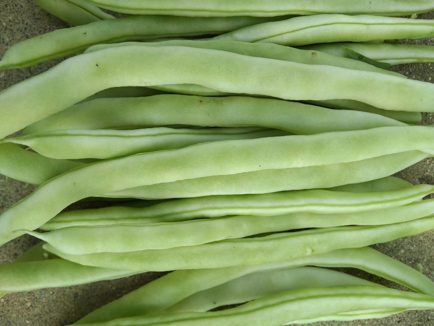 白不老与其他四季豆对比图