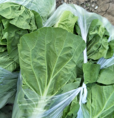 五号白菜正在上市,基地直供,目前在抢货中,支持配菜