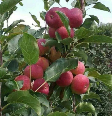 [苹果批发]预售龙丰苹果每年九月到十月上市,价格2.50元/斤 - 一亩田