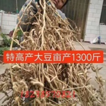 大豆种子