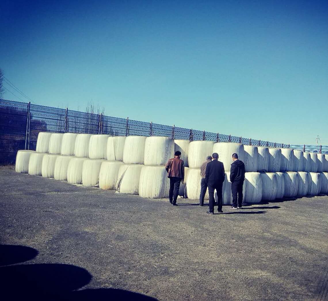 Farmers harvesting Hetian jujubes in a sunlit orchard in Xinjiang Farmers harvesting Hetian jujubes in a sunlit orchard in Xinjiang