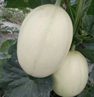 [甜瓜批发]东台甜瓜价格1.70元/斤 - 一亩田