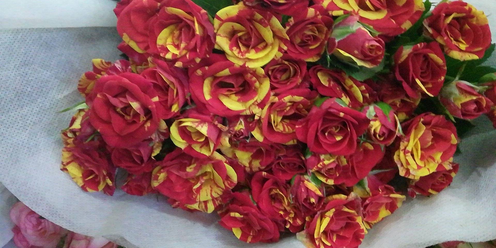 黄天霸百合作为花束赠送给朋友