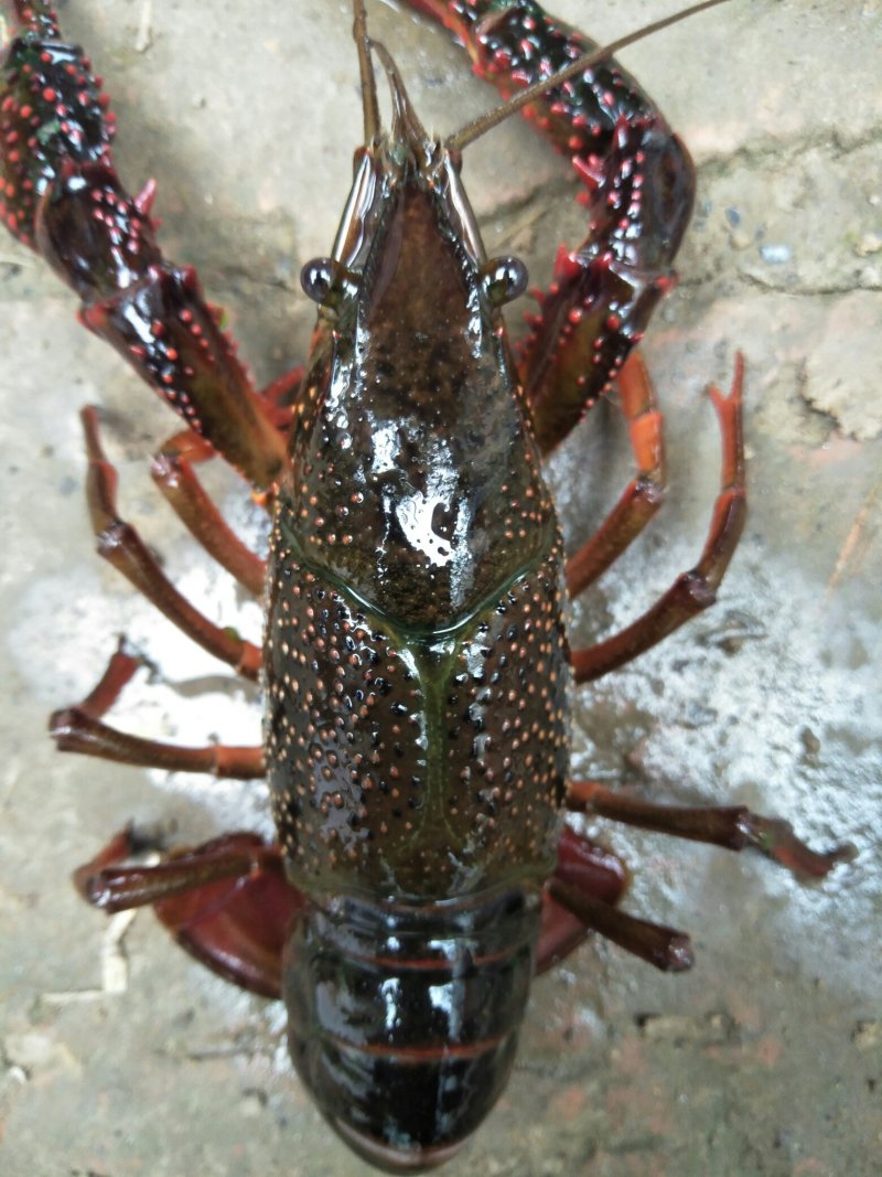 鲜活小龙虾