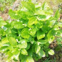 茉莉花