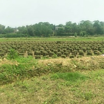 马尼拉草皮低价出售