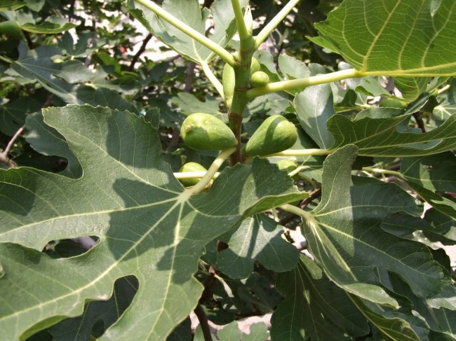 青提品种展示图