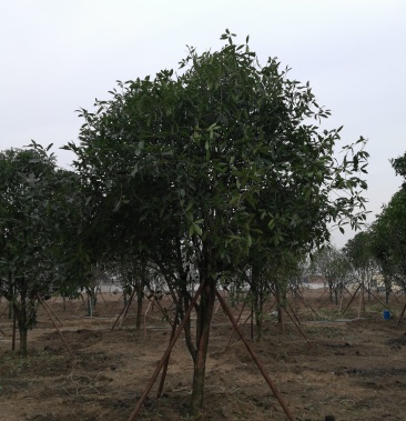 河南省新乡市自有精品桂花树基地品种全可以提供发票