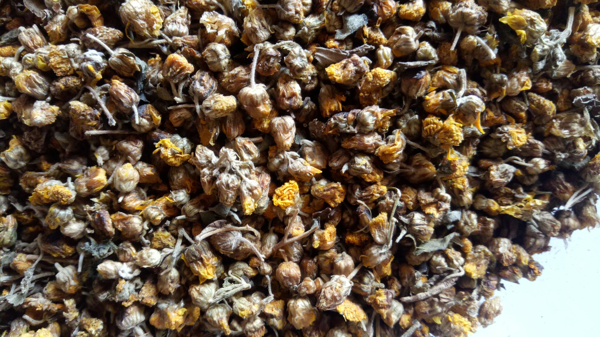 蒲公英与野菊花干品图