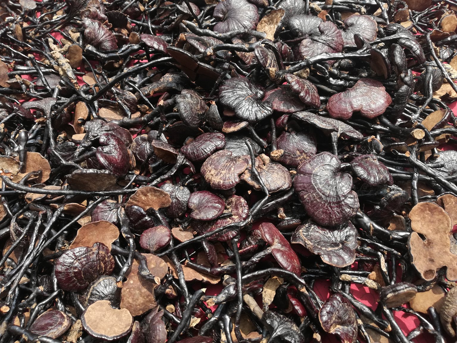 展示竹灵芝与普通灵芝的外观、质地、颜色对比 竹灵芝与普通灵芝的对比图