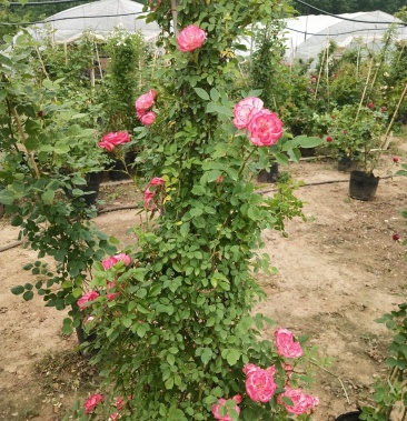 欧月 藤本月季 大花浓香 爬藤植物