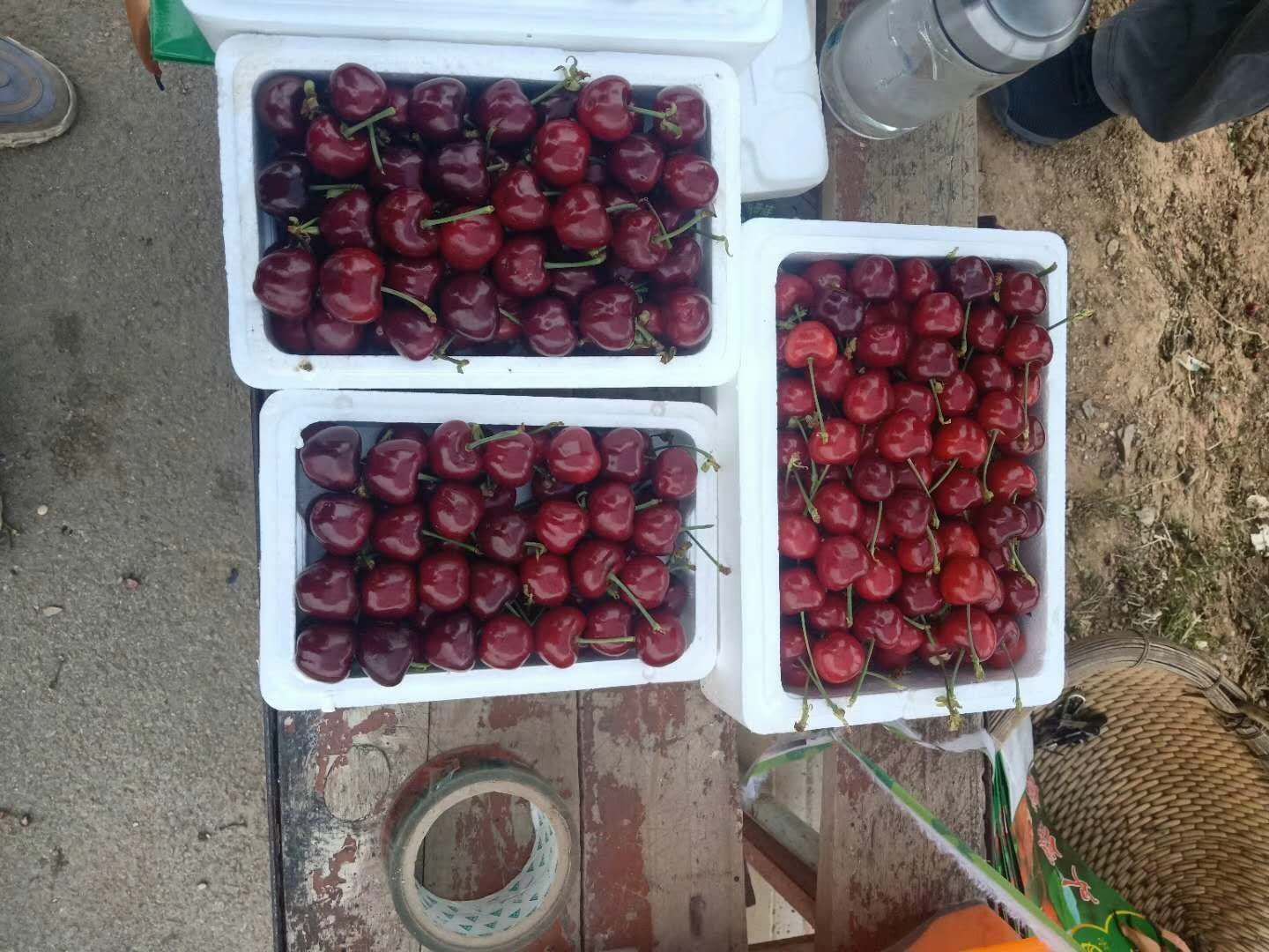 红灯樱桃与樱桃美早在果园中的采摘场景,展示果实颜色与果农采摘过程 红灯樱桃与樱桃美早采摘场景