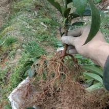 黑老虎是一种中草药材。原先长在深山老林。这两年才上市。是