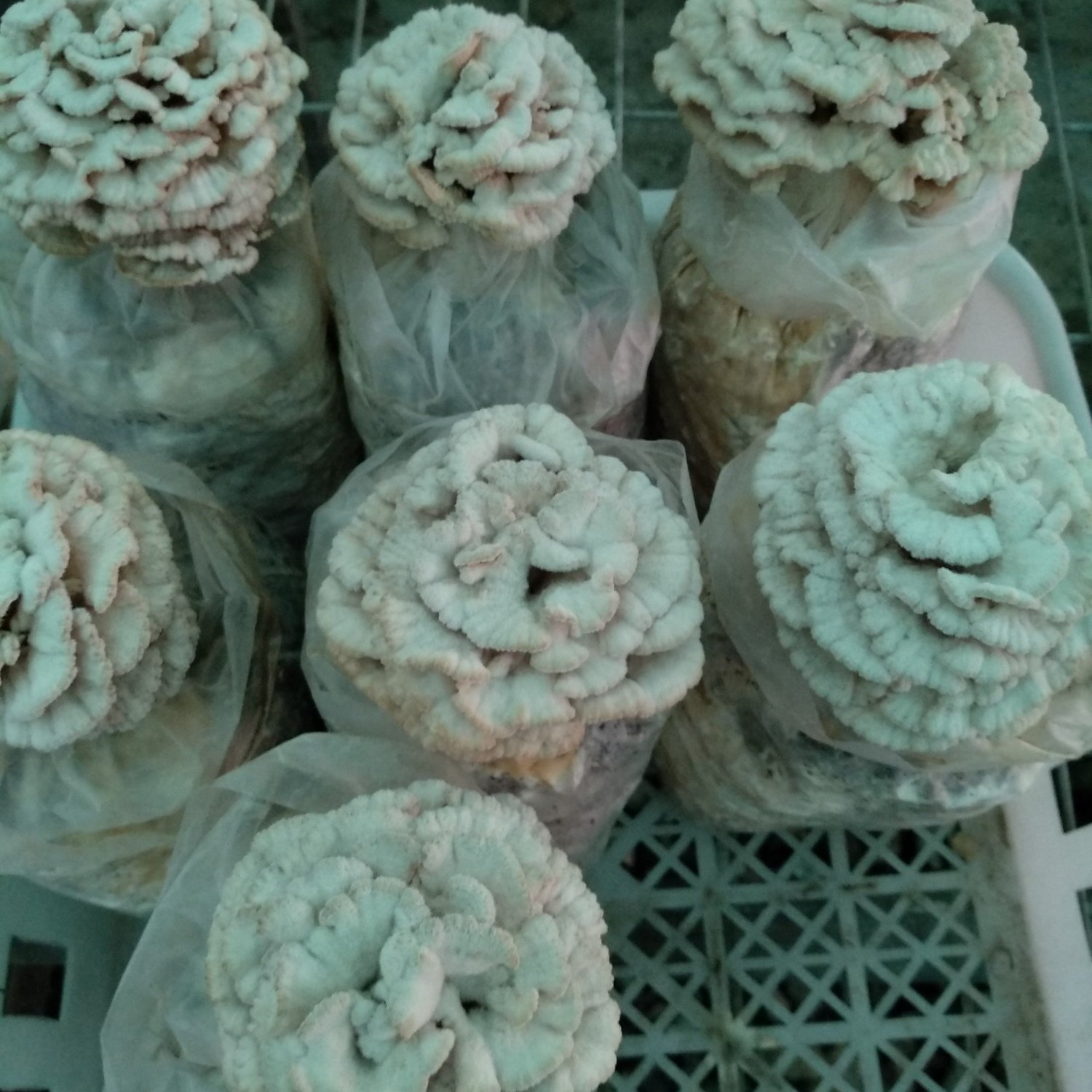 [蘑菇批发]白参菇开始出菇了,有要货速度.