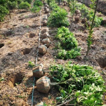海桐球毛球