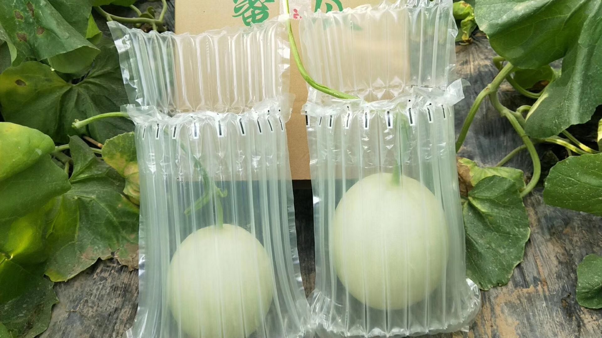 玉菇甜瓜分拣包装车间场景