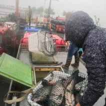 青鱼黑皖各种规格长期供货全国钓场配送