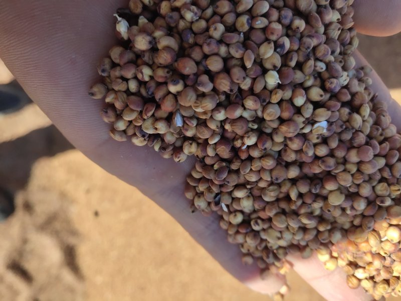 晋糯3号高粱   山西临汾隰县一等糯高粱