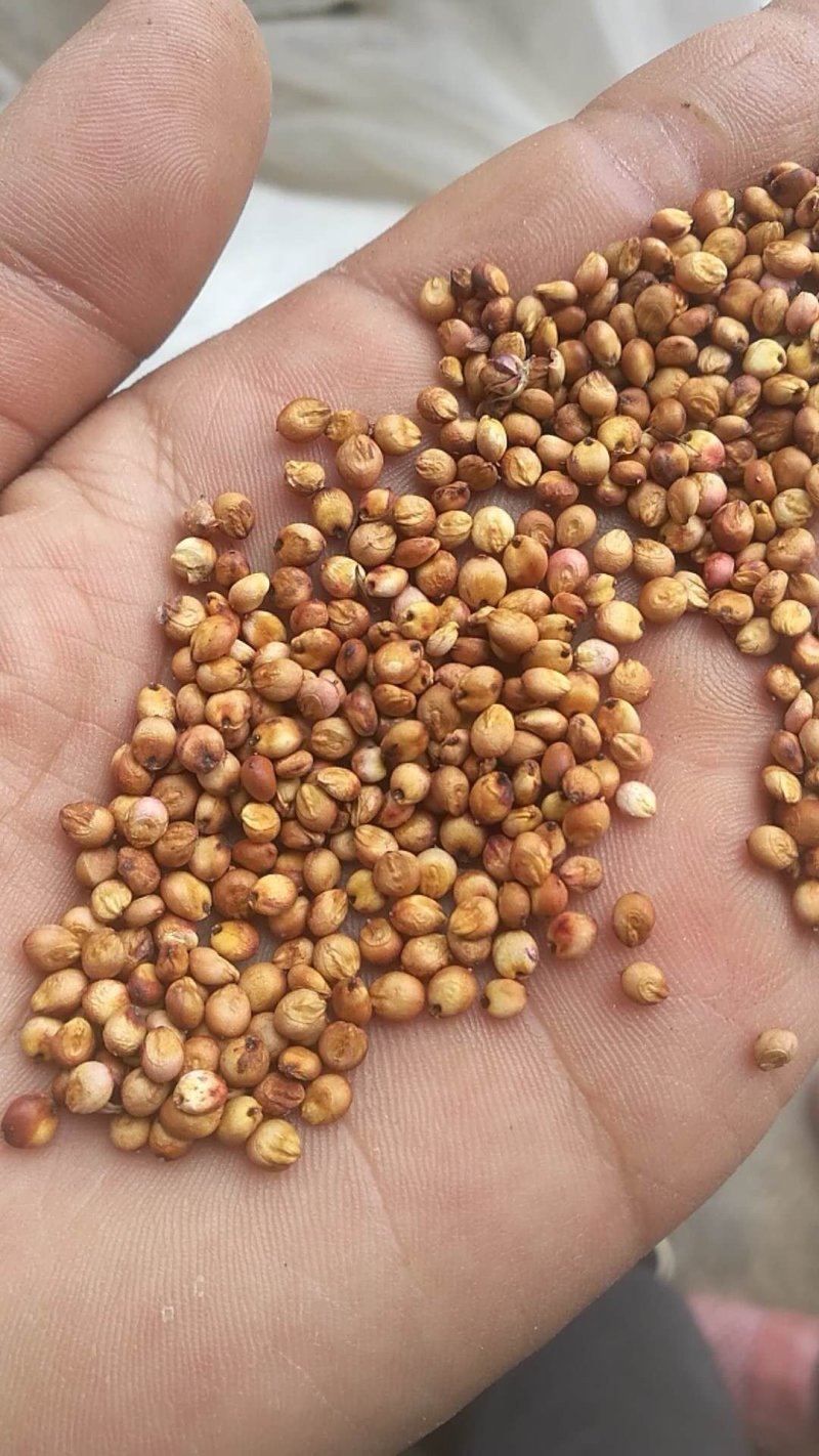 晋糯3号高粱   山西临汾隰县一等糯高粱