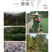 我，郴州市苏仙区清江花卉苗木草皮种植专业合作社大量出售各