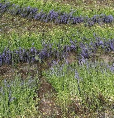 [半枝莲批发]半枝莲头茬齐把货价格12.00元/公斤 - 一亩田