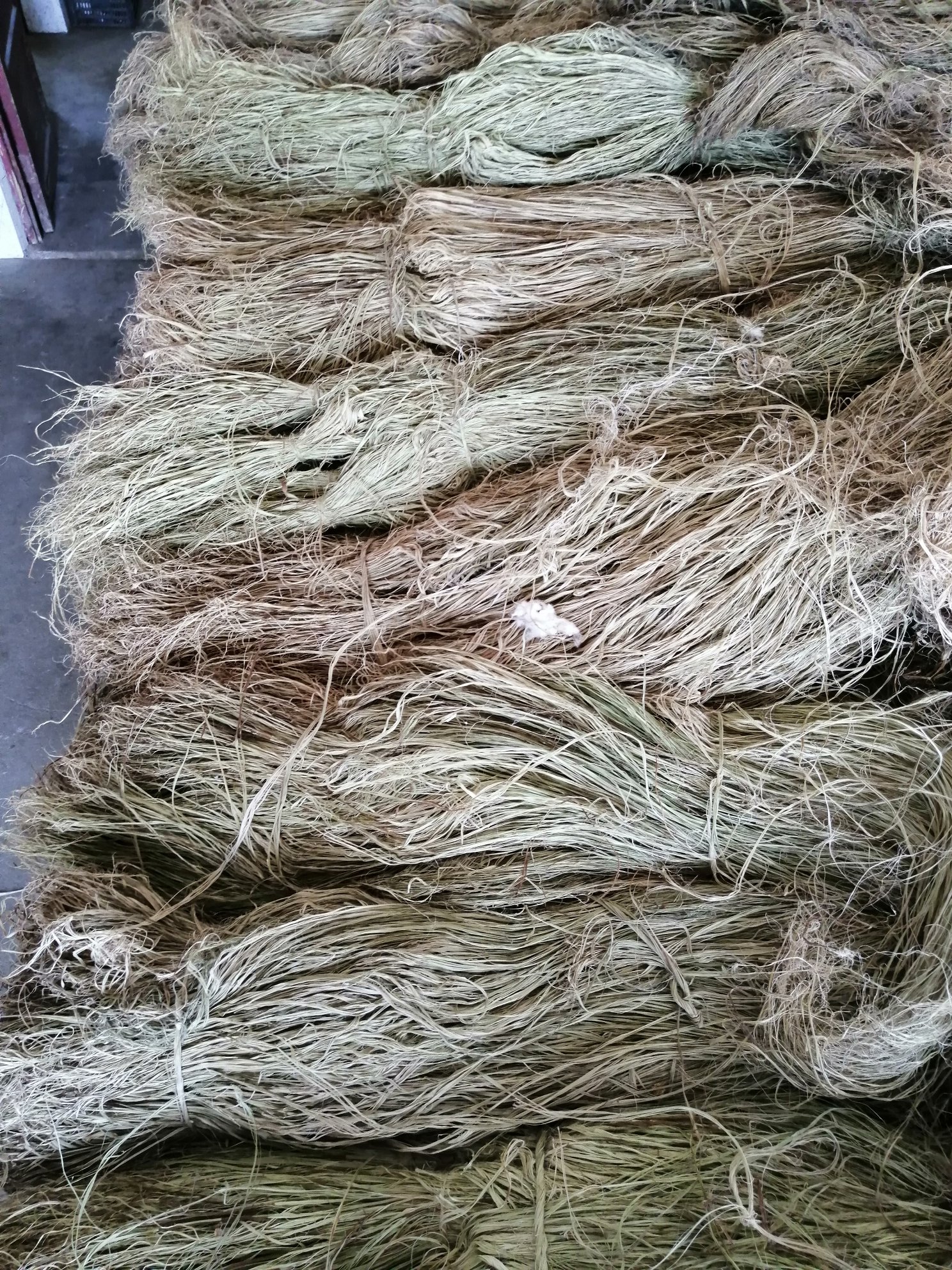 [苎麻批发]湖南益阳沅江市苎麻 30002.00元/吨苎麻之乡一 _ 一亩田