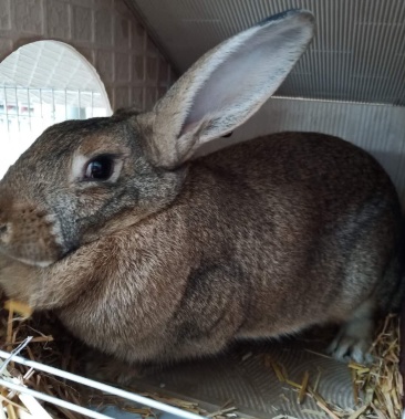 比利时种兔,繁殖能力强.