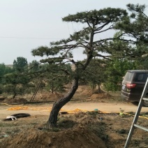 造型松