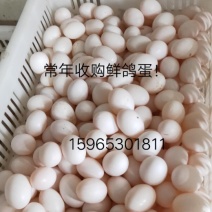 常年出售鸽子种蛋！常年稳定有货