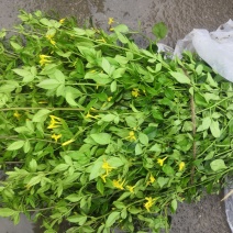 云南黄馨各种黄馨色块