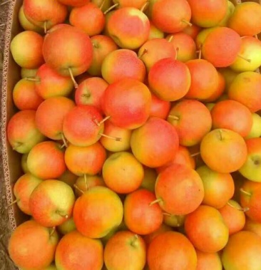 开原特产 南果梨,就是好 产量大价格美丽