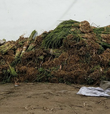 01             起批价             0棵             产地