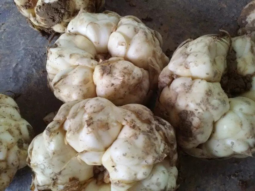 新鲜采收的白色卷瓣百合鳞茎,表面洁白光滑,呈瓣状分层,放置于竹编簸箕中,背景为清晨雾气缭绕的湖南隆回山区种植基地,体现道地产区环境 百合药材特写