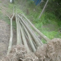 栾树