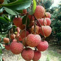 高州荔枝白糖罂