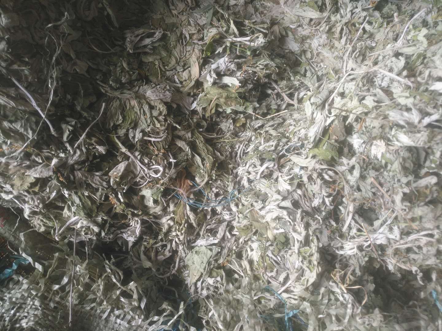 艾灸后的姜片准备用于泡脚 艾灸后的姜片准备用于泡脚