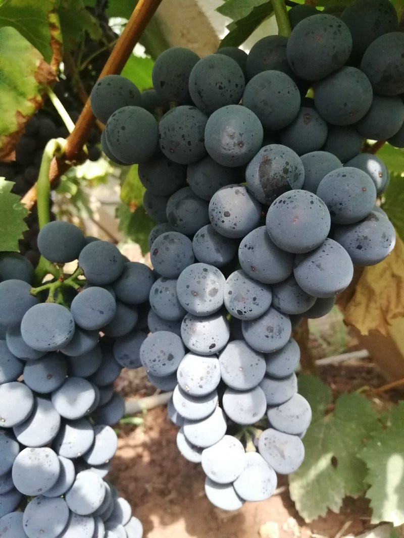 弥渡县现有6亩大棚黑蜜葡萄已上市.