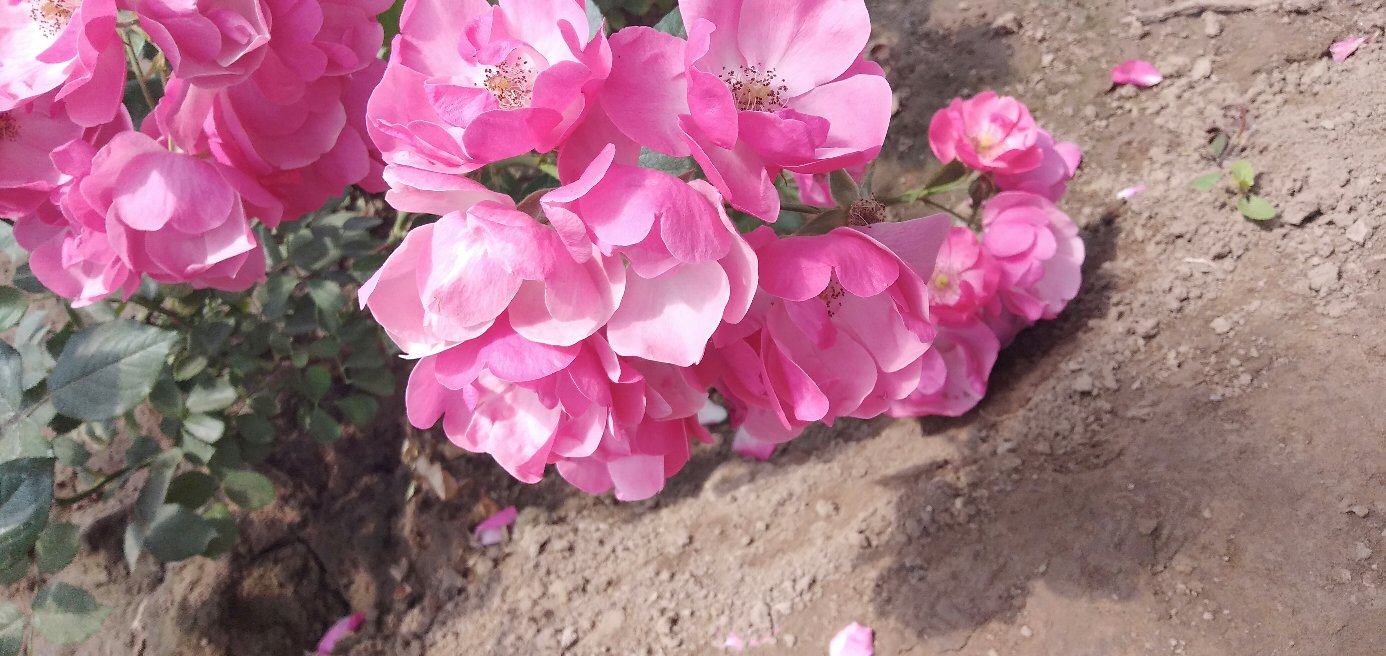 大花月季盛开特写