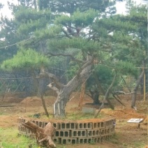 造型松