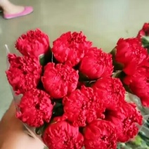 康乃馨，鲜切花，满天星，玫瑰，
