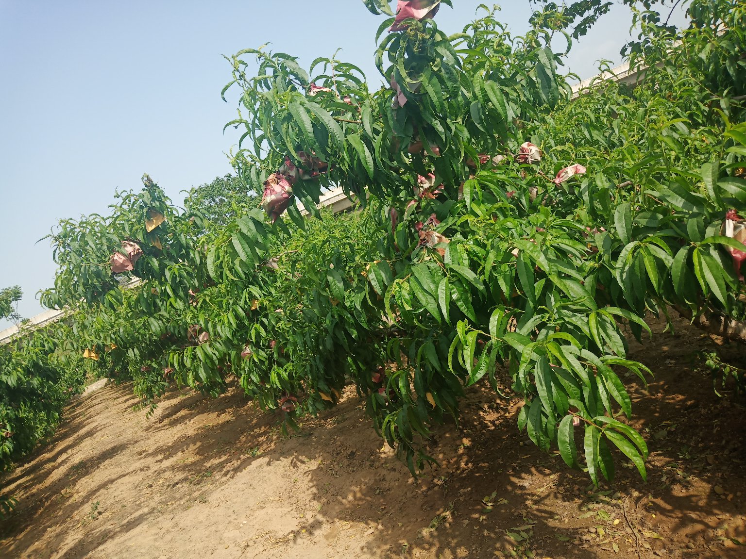 清晨阳光下的桃园全景,工人正在采摘成熟的桃子,篮筐中堆满大小均匀、色泽红润的桃果,远处可见现代化分拣包装车间,体现规模化生产流程 果园丰收场景