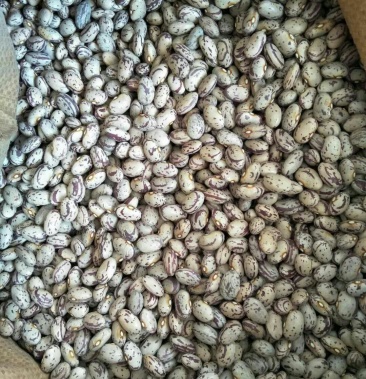 育种基地直营黑龙江油豆种子