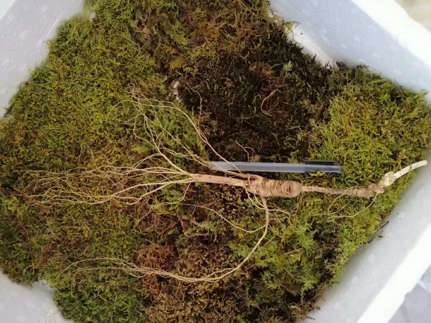 山参湿沙保存实景图