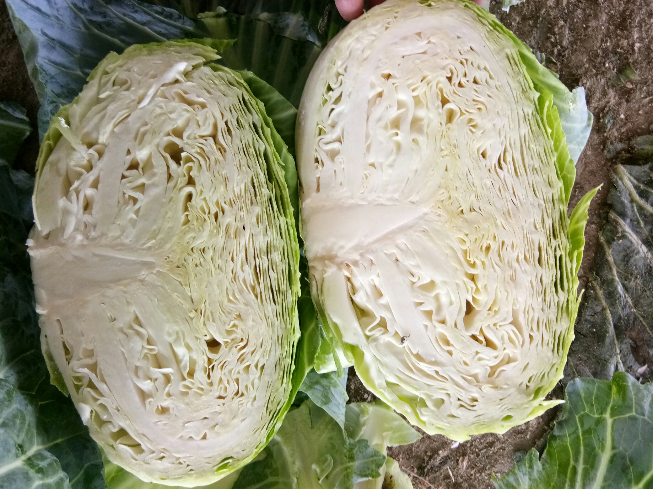 切开的圆包菜横截面展示